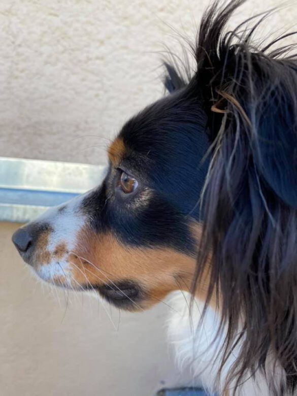 Wespenstiche beim Hund 🐝 Die Tierärztinnen